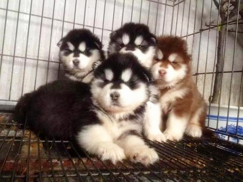 双柏买阿拉斯加幼犬哪里有卖双柏出售阿拉斯加