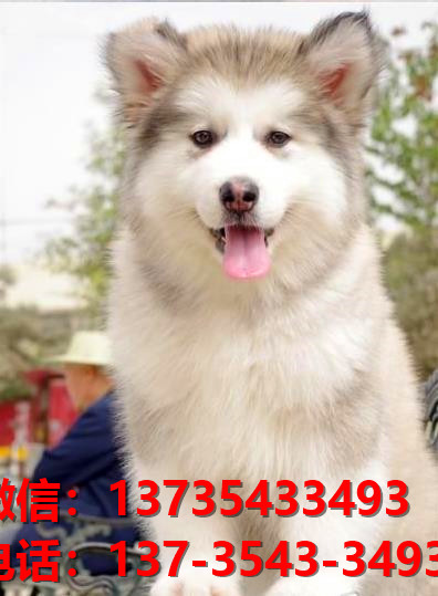 益阳宠物狗犬舍出售纯种阿拉斯加犬网上买狗卖