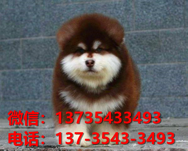 随州宠物狗犬舍领养纯种阿拉斯加犬卖狗买狗地