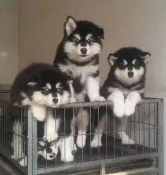 永仁出售阿拉斯加幼犬永仁买阿拉斯加小狗哪里