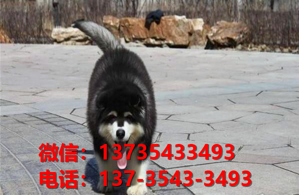 许昌宠物狗犬舍出售纯种阿拉斯加犬卖狗买狗地方在哪有狗市场网站