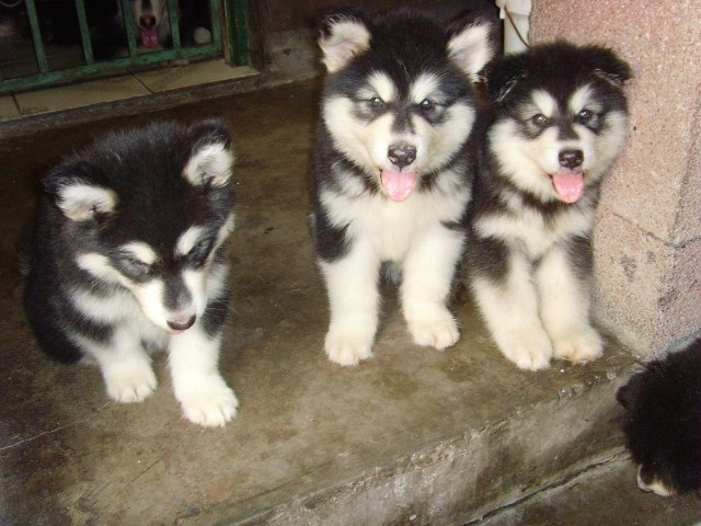 玉溪元江买阿拉斯加小狗出售阿拉斯加小狗哪里