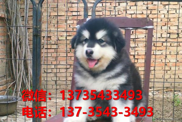 汕尾宠物狗犬舍出售纯种红棕色阿拉斯加犬网上卖狗买狗地方在哪有狗市场