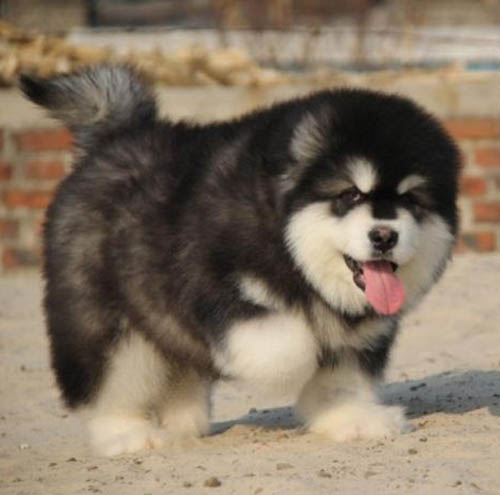 佛山阿拉斯加专卖店 南海哪里有阿拉斯加卖 阿拉斯加价格