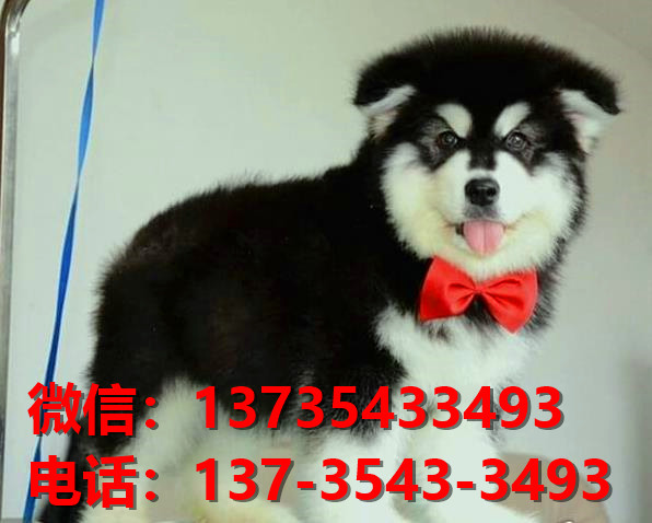 泸州宠物狗犬舍出售纯种阿拉斯加雪橇犬网上买