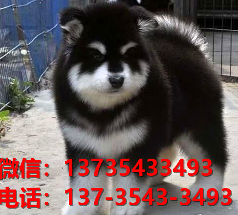 攀枝花宠物狗犬舍出售纯种阿拉斯加雪橇犬领养