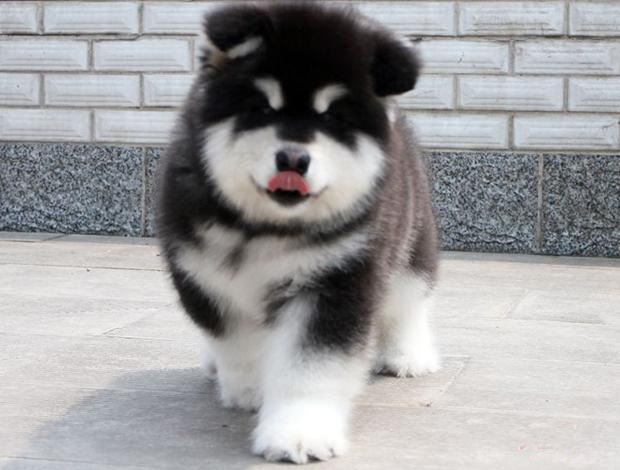 佛山哪里有卖阿拉斯加犬 阿拉斯加犬一只多少