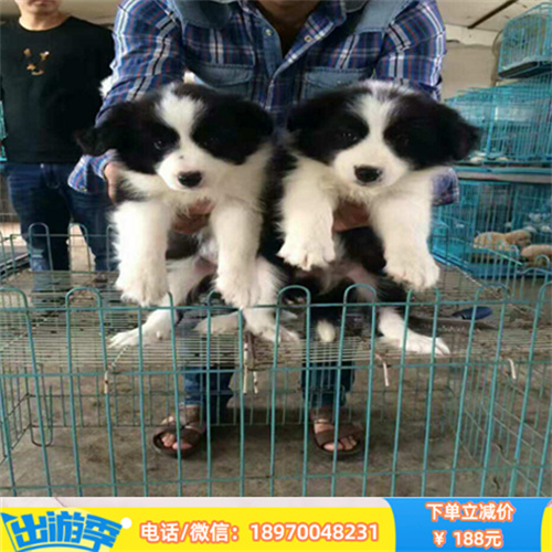 台州本地繁殖纯种阿拉斯加 阿拉斯加雪橇犬