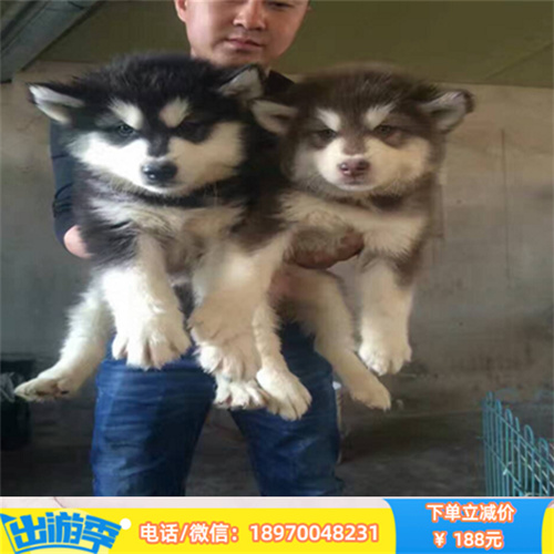 台州本地繁殖纯种阿拉斯加 阿拉斯加雪橇犬