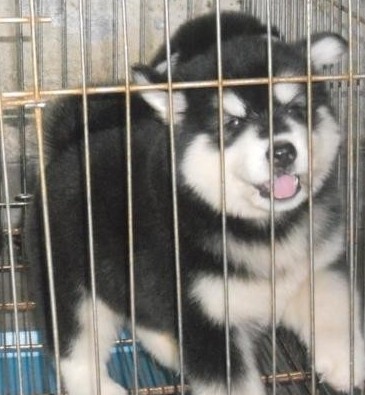 玉溪新平县买阿拉斯加 云南狗场阿拉幼犬出售