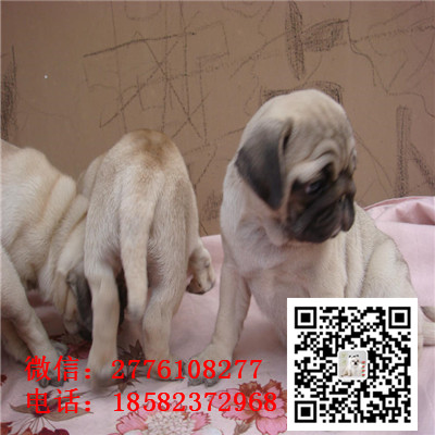 眉山哪里有卖巴哥犬 巴哥幼犬纯种健康 小体巴