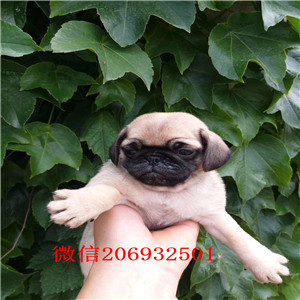 合肥出售纯种精品巴哥犬 健康品质有保障完美