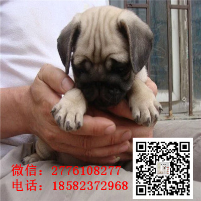 朔州哪里有卖巴哥犬 巴哥幼犬纯种健康 小体巴哥 鹰版巴哥一般多少钱合适