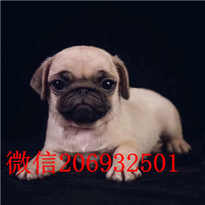 专注于培育中高端宠物基地 纯种巴哥幼犬待售