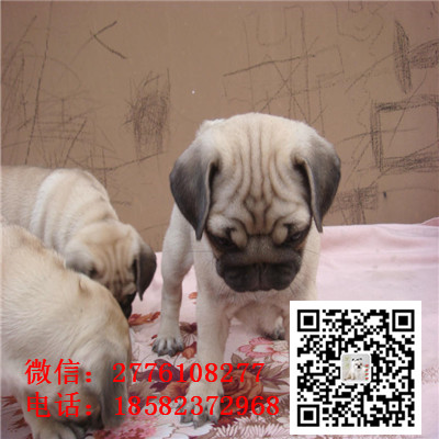 朔州哪里有卖巴哥犬 巴哥幼犬纯种健康 小体巴哥 鹰版巴哥一般多少钱合适