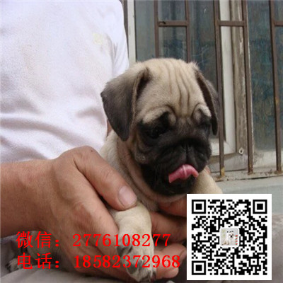 朔州哪里有卖巴哥犬 巴哥幼犬纯种健康 小体巴哥 鹰版巴哥一般多少钱合适