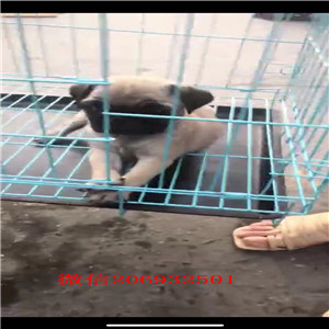 巴哥价格，巴哥长毛短毛，南宁哪有卖巴哥，巴哥好养