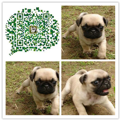 苏州巴哥多少钱一只苏州巴哥价格苏州出售巴哥