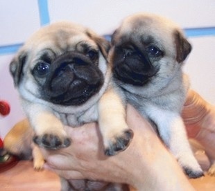 西安哪里有卖巴哥犬犬的 西安哪里出售巴哥犬