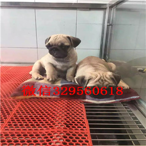 九江哪里有巴哥幼犬出售 巴哥哪里的好 巴哥幼