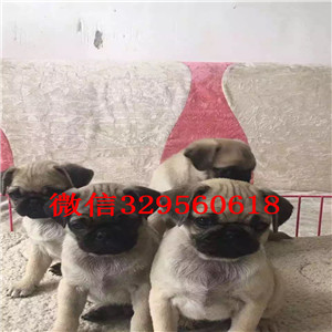 九江哪里有巴哥幼犬出售 巴哥哪里的好 巴哥幼犬一般的多少钱