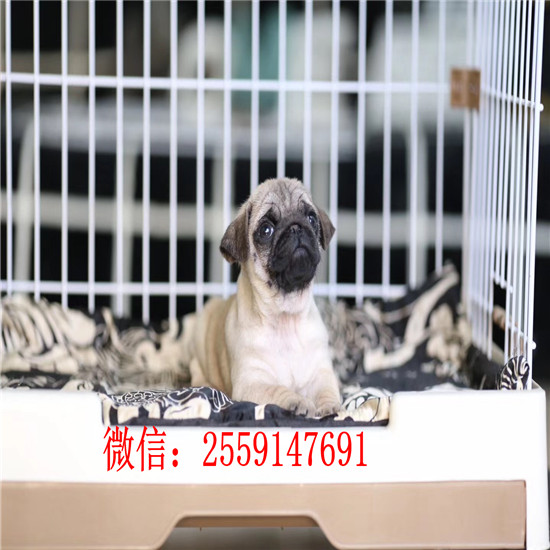 长沙市哪里卖八哥犬 长沙市哪里卖健康的鹰版