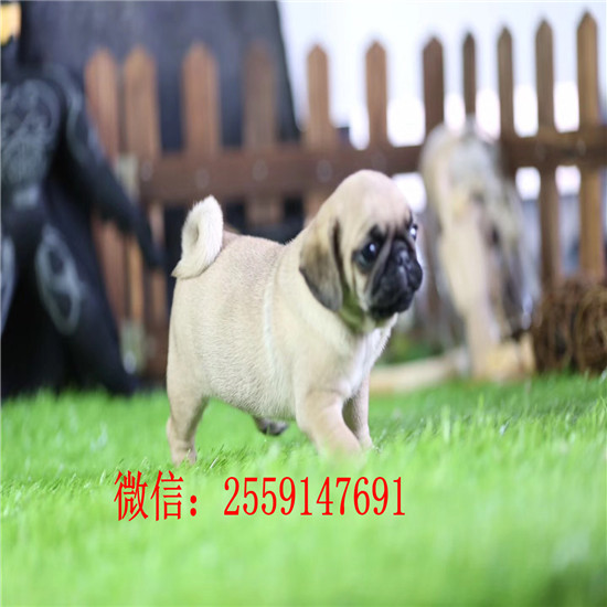  长沙市鹰版八哥 长沙市八哥犬 长沙市八哥犬