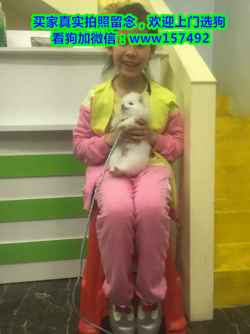 南昌市区哪里有宠物狗卖 南昌哪里有宠物店