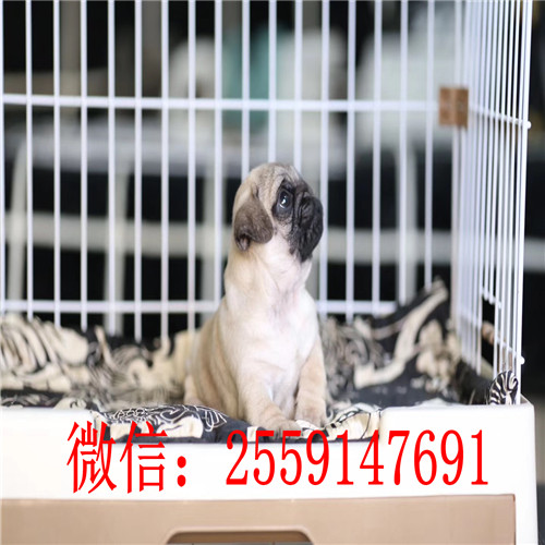 黄石纯种八哥怎么卖的 黄石哪里有巴哥出售 巴哥犬价格