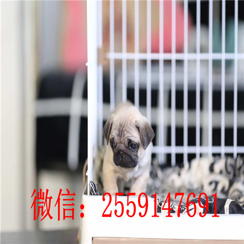 衡阳鹰版八哥怎么卖 衡阳哪里卖的八哥便宜 衡阳哪里卖纯种巴哥