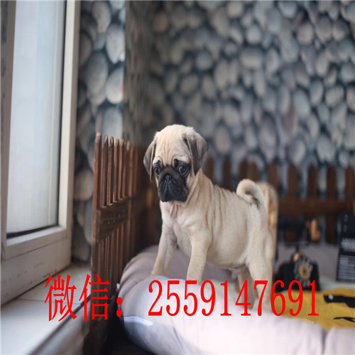 衡阳鹰版八哥怎么卖 衡阳哪里卖的八哥便宜 衡阳哪里卖纯种巴哥