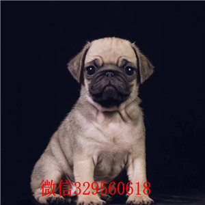  信阳哪里有卖巴哥犬 巴哥幼犬纯种健康 小体