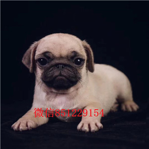 合肥矮脚聪明可爱的巴哥幼犬在自己家里非常迷