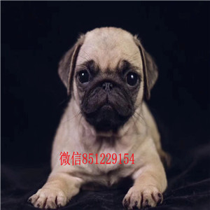 南宁专业出售巴哥   南宁巴哥价格/图片 