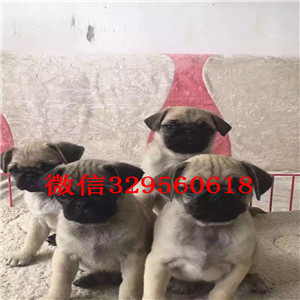 长沙憨厚可爱健康巴哥.鹰眼黑脸皱纹额头 可爱