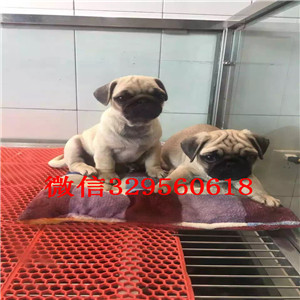 迷你巴哥犬 纯正血统 大褶子大头巴哥