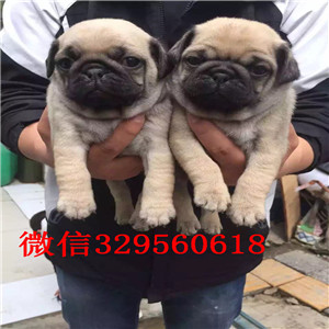 合肥哪里有巴哥幼犬出售 巴哥幼犬哪里的比较