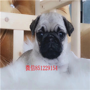 青岛出售极品巴哥犬  专业犬舍繁殖 签协议 包