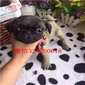 苏州出售纯种巴哥犬巴哥幼犬出售巴哥狗场超级