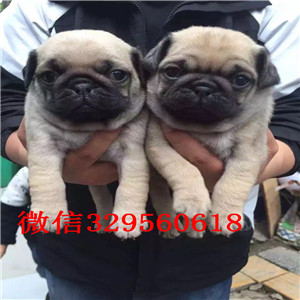 枣庄出售纯种巴哥犬纯种健康的巴哥犬巴哥图片