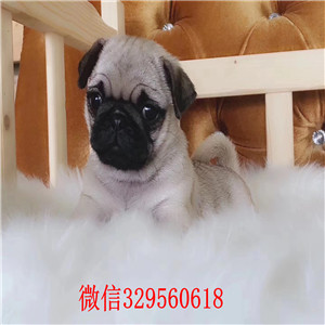 青岛哪里出售巴哥犬幼犬青岛鹰版巴哥多少钱一