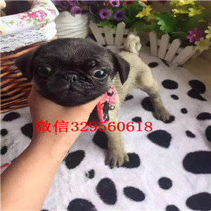 厦门鹰版巴哥巴哥多少钱巴哥犬舍极品巴哥