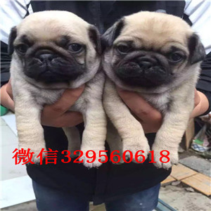 合肥鹰版巴哥纯种健康的巴哥犬巴哥图片超级可