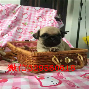 吉林巴哥犬照片 巴哥犬多少钱一只 纯种的巴哥