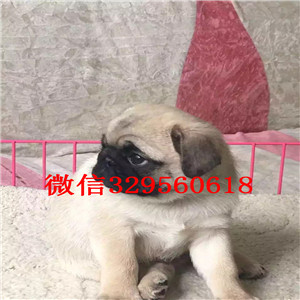 松原哪里有卖巴哥犬巴哥幼犬出售巴哥图片萌萌