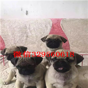 日照老版巴哥犬多少钱纯种健康的巴哥犬巴哥犬