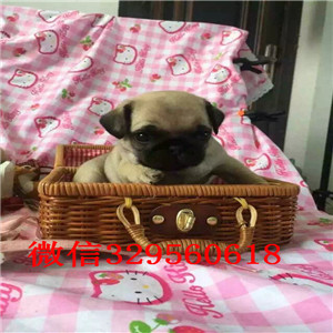 鹤岗哪里有卖巴哥犬纯种健康的巴哥犬巴哥图片