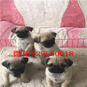 漳州出售纯种巴哥犬纯种健康的巴哥犬巴哥价格