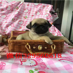 鹤岗哪里有卖巴哥犬纯种健康的巴哥犬巴哥图片双血统巴哥犬