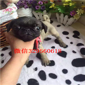 大连老版巴哥犬多少钱巴哥幼犬出售巴哥价格超